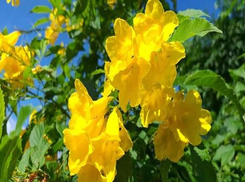 Tecoma Flower Seeds