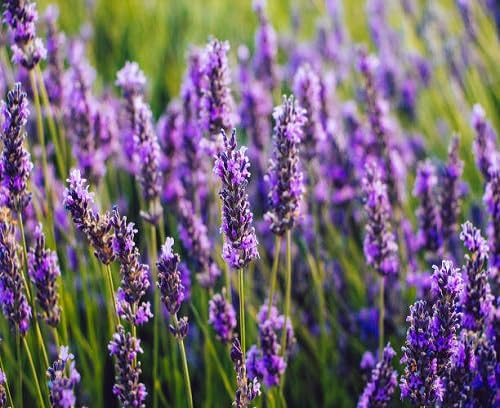 Pink Lavender Flower Seeds