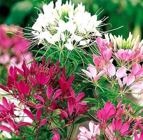 Mixed Cleome Flower Seeds