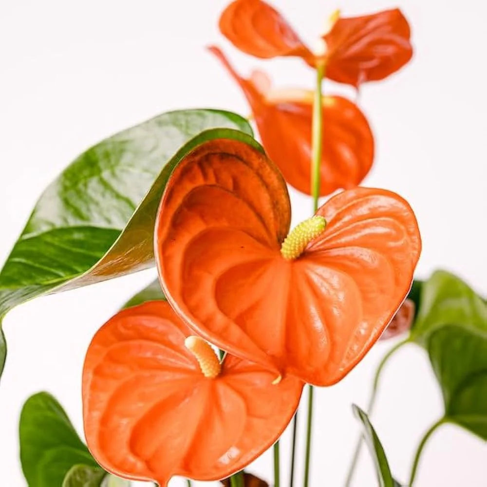 Dark Orange Anthurium Flower Seeds – Heirloom, Non-GMO, High Germination, Organic Seeds for Planting
