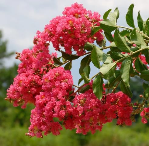 Pink Crepe Myrtle Flower Seeds