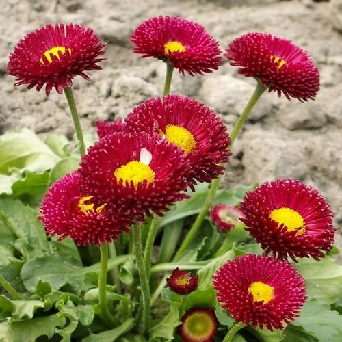 Red Bellis Flower Seeds