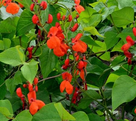 Pole Bean Flower Flower Seeds