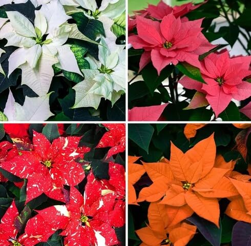 Mixed Poinsettia Flower Seeds