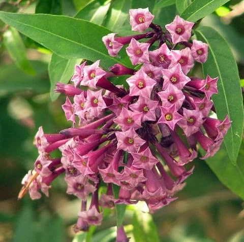 Pink cestrum nocturnum Flower Seeds