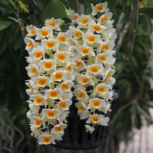 White Yellow Climbing Orchid Flower Seeds