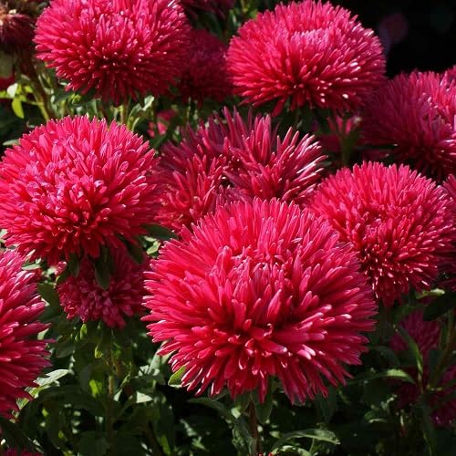 Pink Aster Flower Seeds