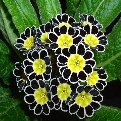 Black Primrose Flower Seeds