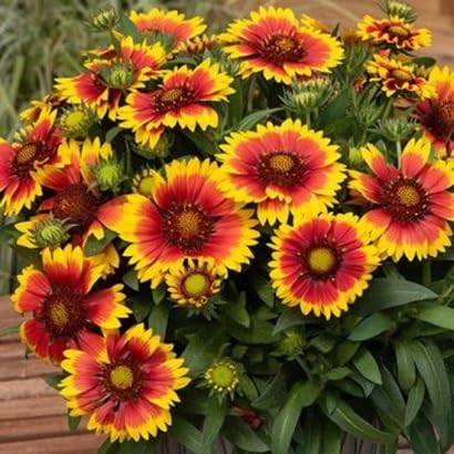 Gaillardia Flower Seeds