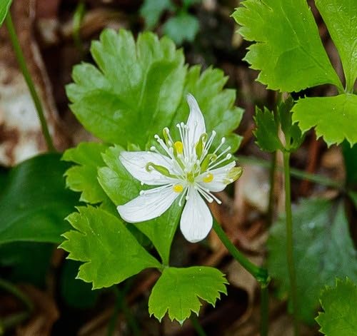 white goldthread flower seeds