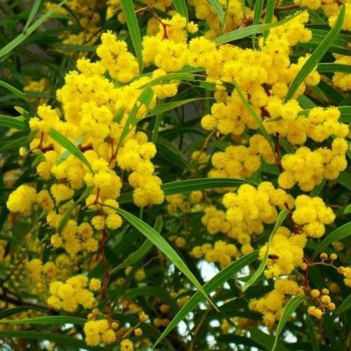 Yellow Mimosa Flower Seeds