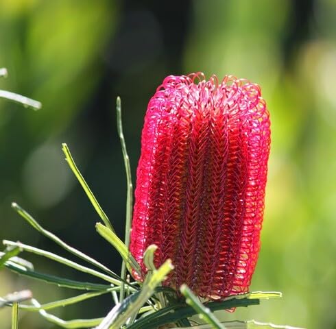 Red Banksia Flower Seeds
