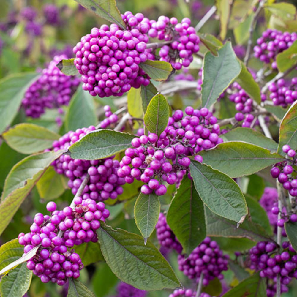 purple callicarpa or beautyberry bush fruit Fruit Seeds