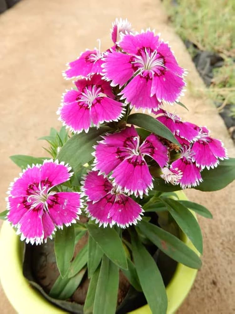Dianthus caryophyllus Flower