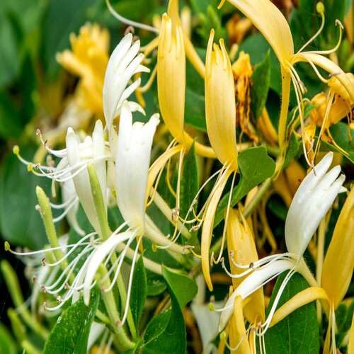 White Yellow Honeysuckle Flower Seeds