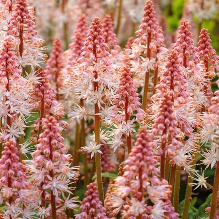 Tiarella Flower Seeds