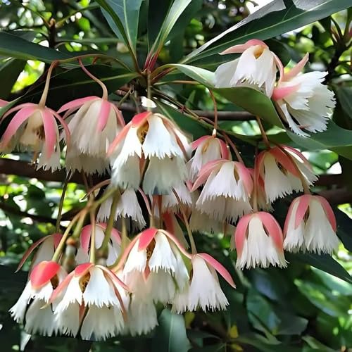 Elaeocarpus Flower Seeds