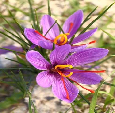 Purple Saffron Flower Seeds