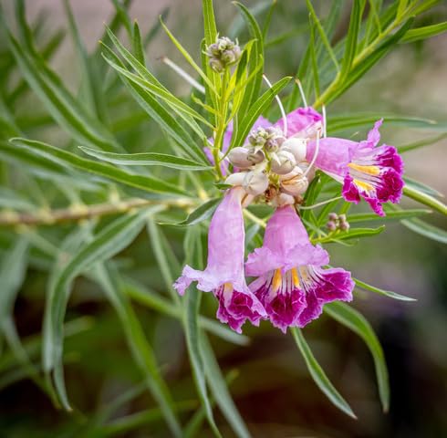 pink chilopsis flower seeds