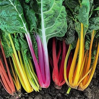 mixed chard . vegetable seeds