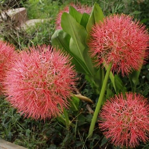Red echinops Flower Seeds