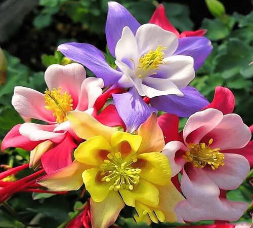 Mixed Apple Geranium Flower Seeds