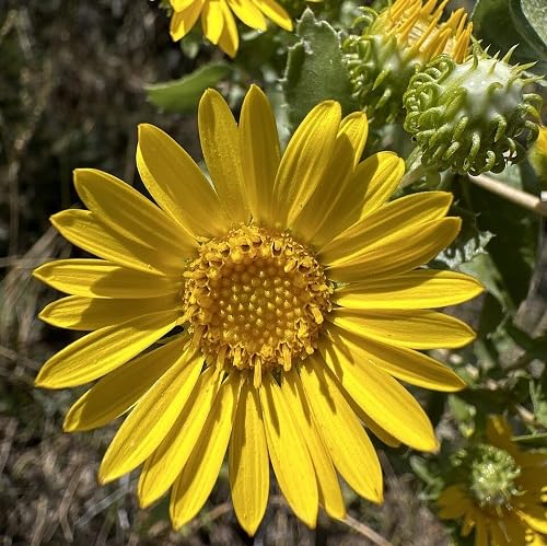 Yellow Grindelia Flower Seeds