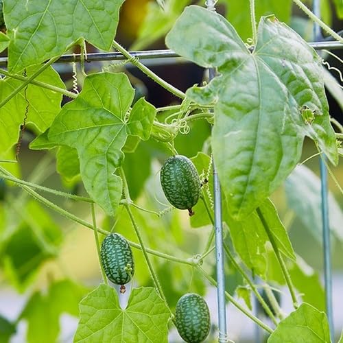 green cucamelon vegetable seeds