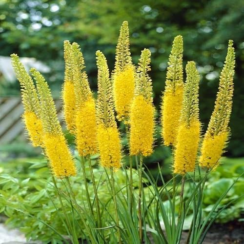 Yellow Eremurus Flower Seeds