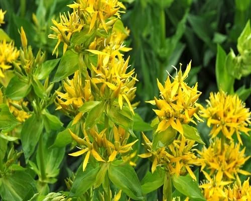 Yellow Gentain Flower Seeds