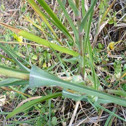 Green Salsify vegetable seeds for Home Gardening, Fast Growing Home Garden Variety for kitchen garden planting