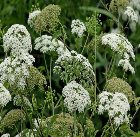 White Cicuta maculata Flower Seeds