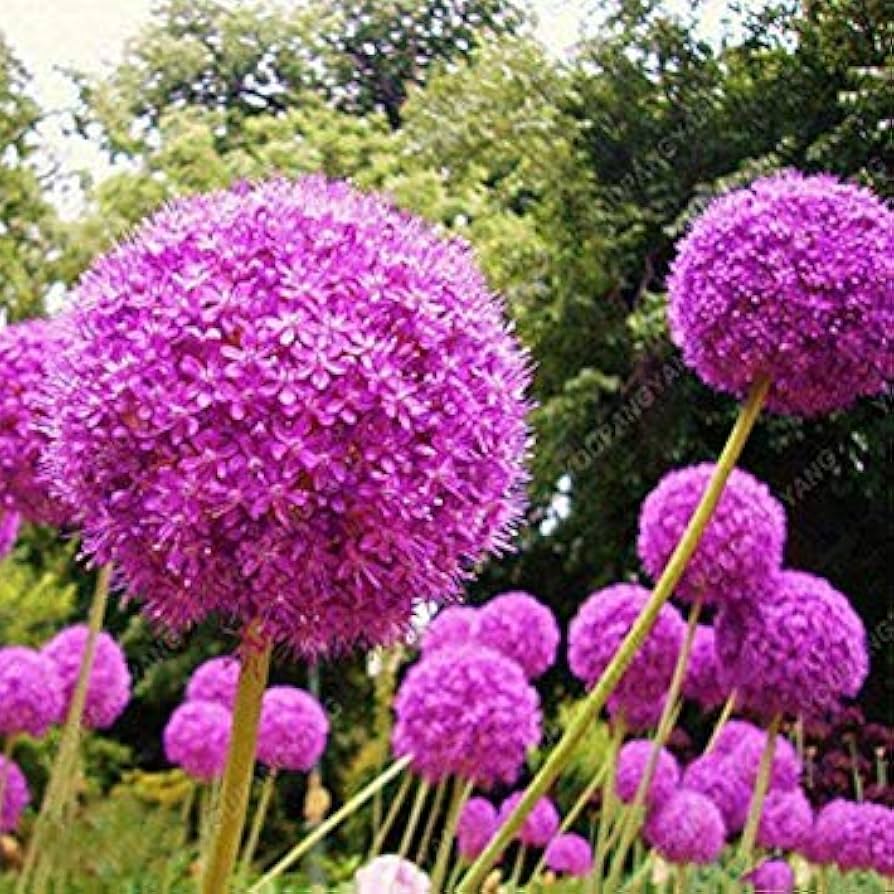 Purple Giant Leek