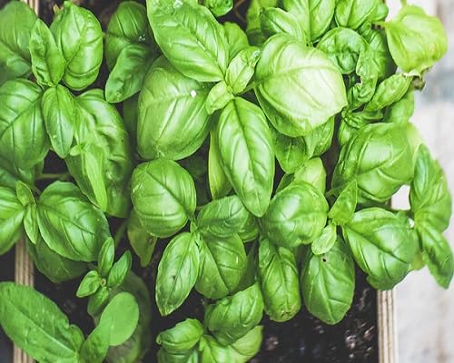 Basil Plant Seeds herb seeds - healthy herbs, kitchen garden garden seeds