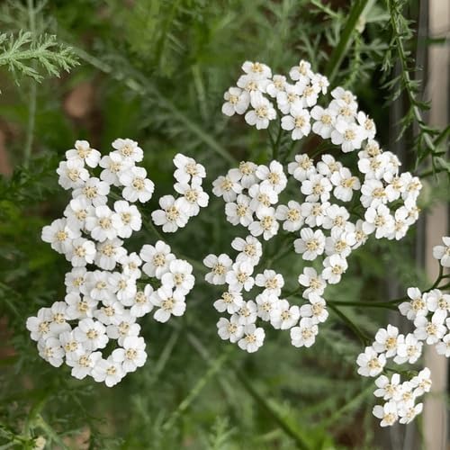 White Achillea Flower Seeds