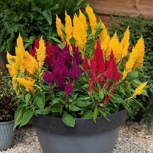 Mixed Celosia Flower Seeds