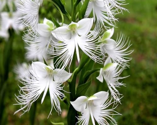 White egret Flower Seeds