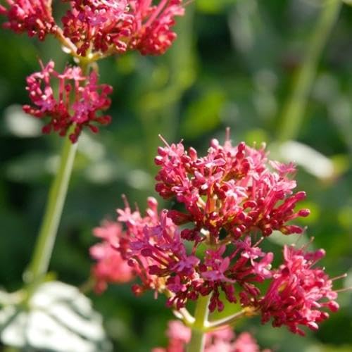 Red Valerian Flower Seeds