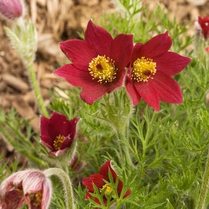 Mixed Pasque Flower Seeds