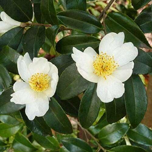 White Camellia sinensis Flower Seeds