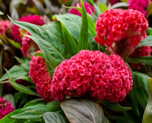 Pink Cockscomb Flower Seeds