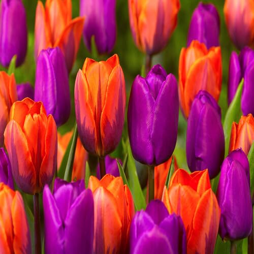 Orange Purple Tulip Flower Seeds