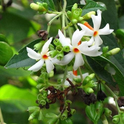 White Coral Jasmine Flower Seeds