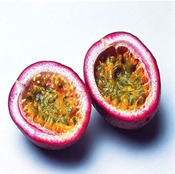 Pink Passion Fruit Delicious Tropical Fruits For Sustainable Fruit Seeds