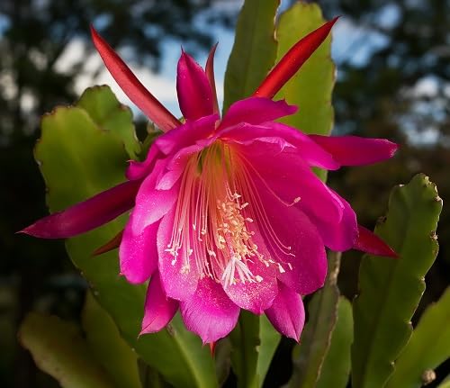 Purple Epiphyllum Flower Seeds