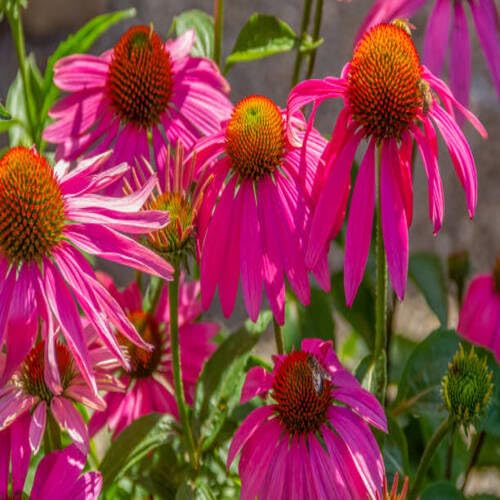 Pink Coneflower Seeds