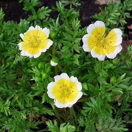 Yellow Limnanthes douglasii Flower Seeds