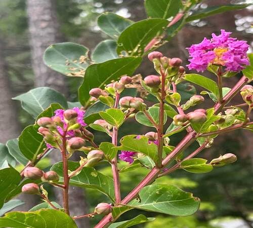 Purple Lagerstroemia Flower Seeds