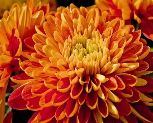 orange perennial chrysanthemum flower