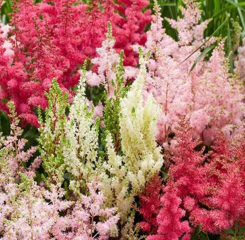 Mix Arctic Nudicaule Flower Seeds